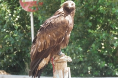 bird