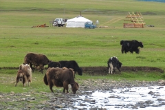 steppes11