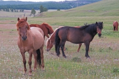 steppes12